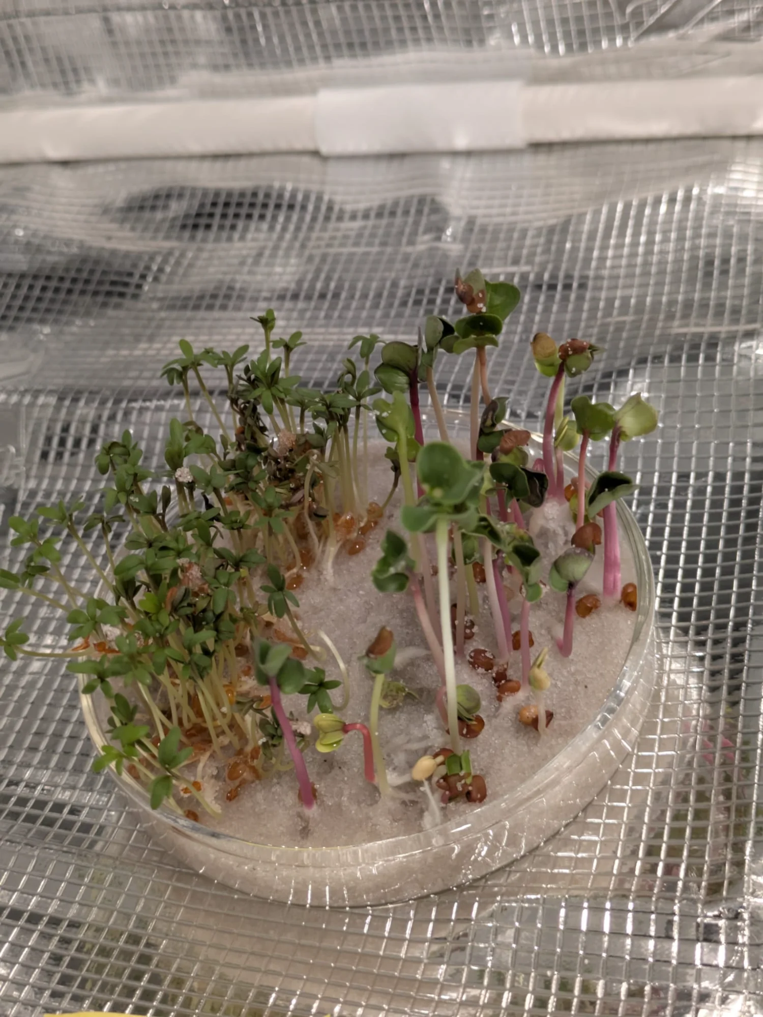 Plants under normal light