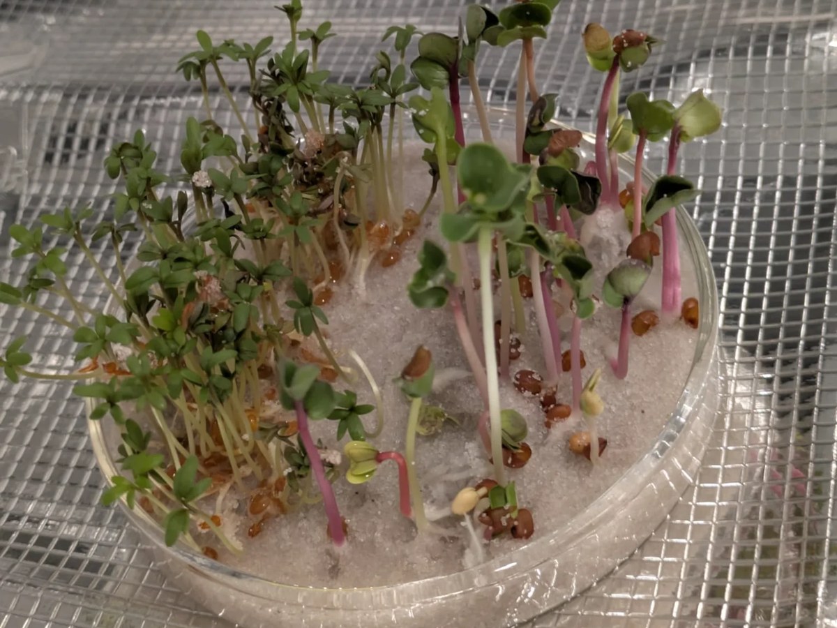 Plants under normal light