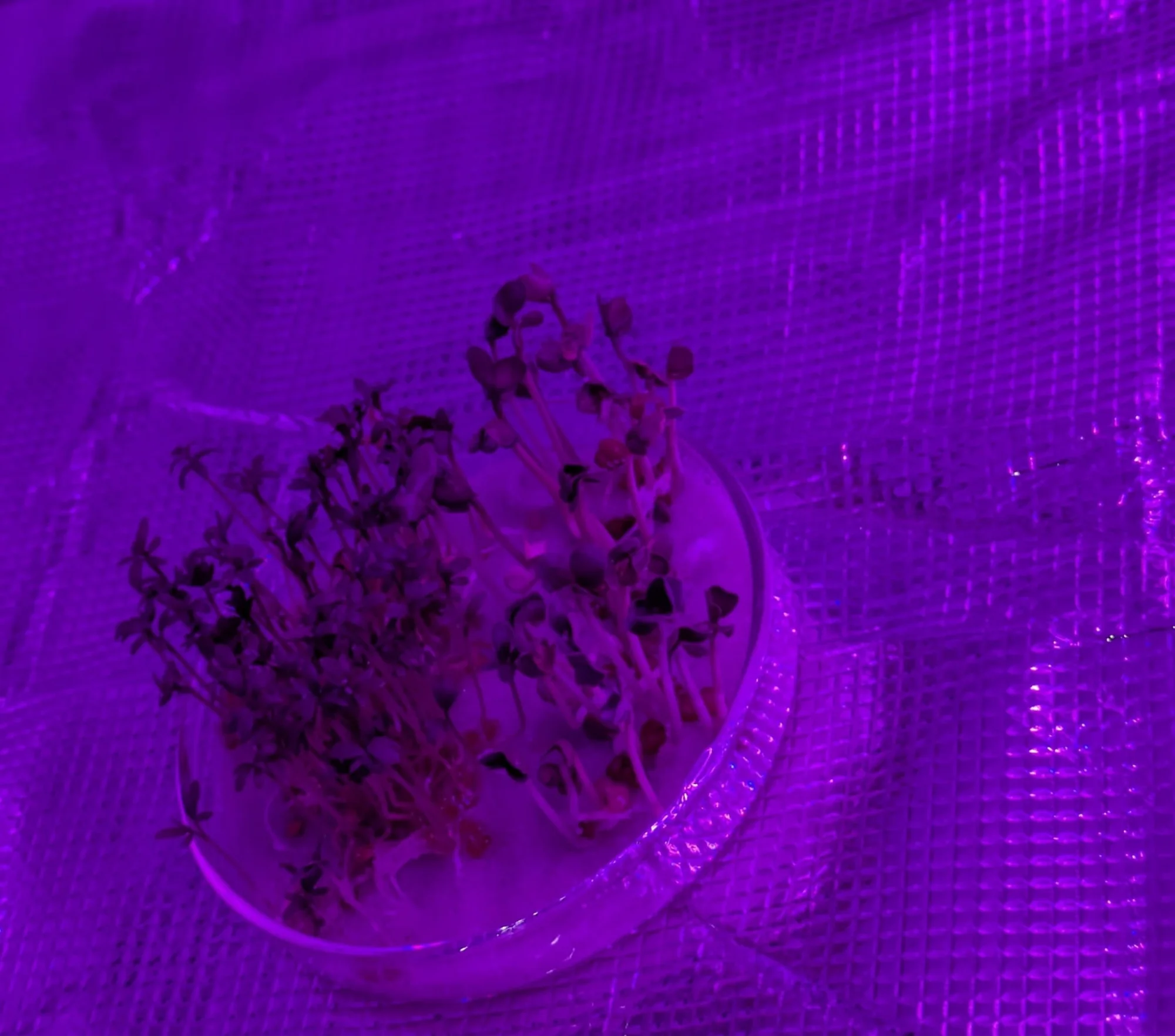 Plants under K dwarf simulated light