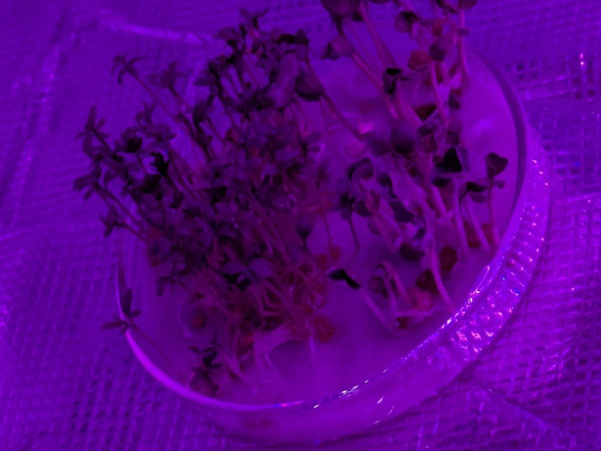 Plants under K dwarf simulated light